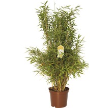 Bambuspflanze im Topf