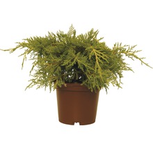 Wacholderpflanze im Topf