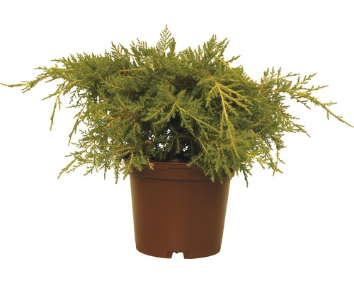 Wacholderpflanze im Topf