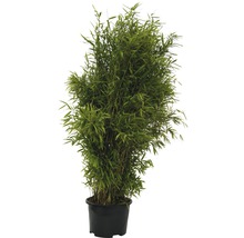 Bambuspflanze in einem schwarzen Topf