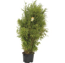 Bambuspflanze im Topf