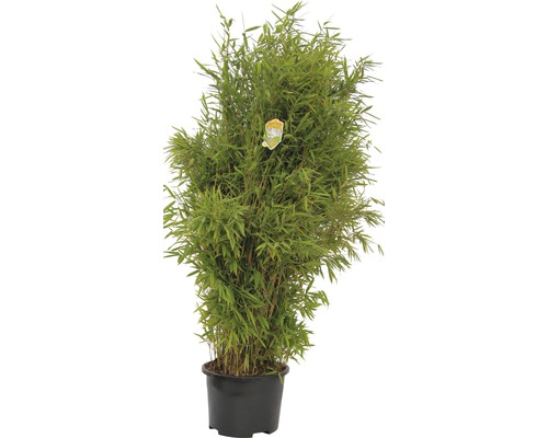 Bambuspflanze im Topf