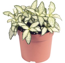 Fittonia Zimmerpflanze im Topf