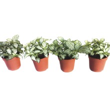 Vier Fittonien in Töpfen