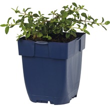 Zistrose FloraSelf Cistus obtusifolius H 5-30 cm Co 0,5 L
