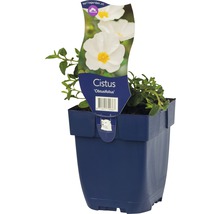 Zistrose FloraSelf Cistus obtusifolius H 5-30 cm Co 0,5 L