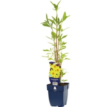 Coreopsis Pflanze im Topf