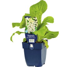 Fingerhut FloraSelf Digitalis purpurea 'Dalmatian White' H 5-30 cm Co 0,5 L
