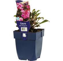 Gaura lindhheimeri ''florauros'' in einem Topf