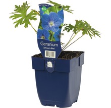 Geranium Johnsons Blue in einem Topf