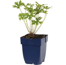 Geranium Pflanze in einem Topf