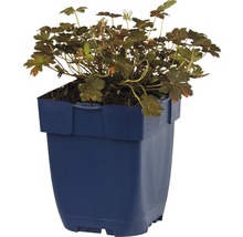 Geranium im Topf