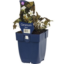 Geranium der Sorte Sanne in einem Topf
