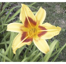 Gelbe Taglilienblüte mit braunem Zentrum