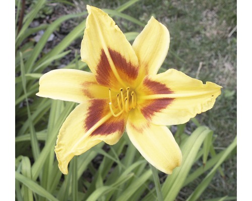 Gelbe Taglilienblüte mit braunem Zentrum