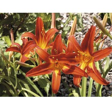 Nahaufnahme von Taglilienblüten