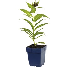 Blaue Topfpflanze mit grünen Blättern und Knospen