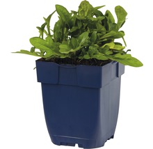 Rucola-Pflanze im Topf