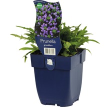 Prunella grandiflora Pflanze im Topf