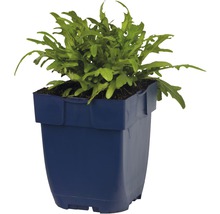 Rucola Pflanze im Topf