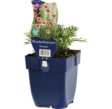 Marokkanische Margerite FloraSelf Rhodanthemum 'Marrakesh' H 5-10 cm Co 0,5 L