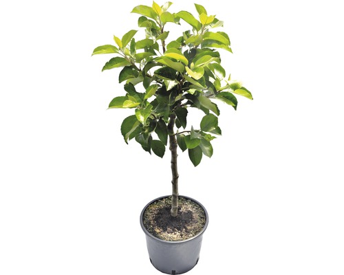 Apfelbaum im Topf