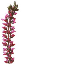 Besenheide mit Blüten