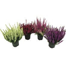 Verschiedenfarbige Heidepflanzen im Topf