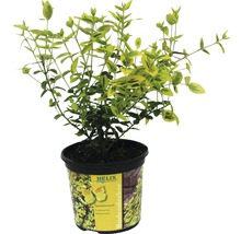 Spindelstrauch im Topf