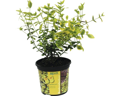 Spindelstrauch im Topf