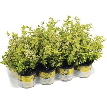 Euonymus fortunei in Töpfen auf einem Tray für den Transport