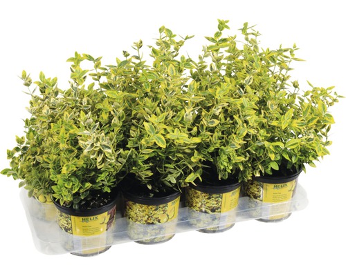 Euonymus fortunei in Töpfen auf einem Tray für den Transport