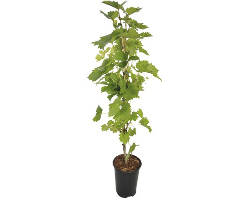 Weinrebe im Topf mit grünen Blättern