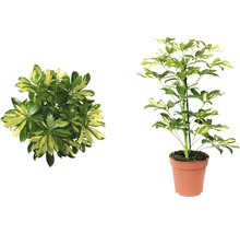 Schefflera Zimmerpflanze im Topf, Ansichten von oben und seitlich