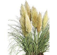 Pampasgras im Detail