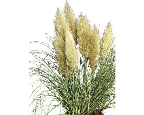 Pampasgras im Detail