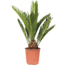 Sagopalmfarne in einem Topf