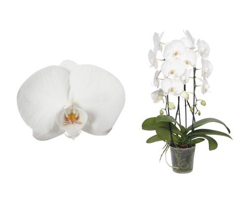 Schmetterlingsorchidee FloraSelf Phalaenopsis Hybride H 55-70 cm Ø 12 cm Topf