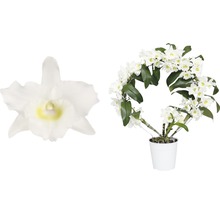 Dendrobium Nobile Orchidee im Topf, Nahaufnahme einer Blüte