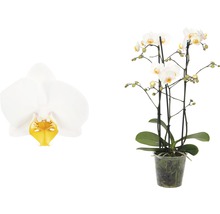 Weiße Topf-Orchidee mit gelber Mitte