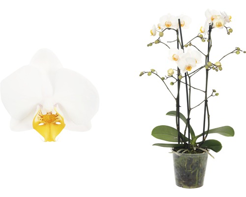 Schmetterlingsorchidee FloraSelf Phalaenopsis Hybride H 45-55 cm Ø 12 cm Topf 3 Rispen weiß