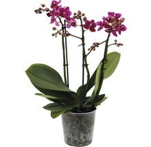 Mini-Orchidee mit lila Blüten im Topf