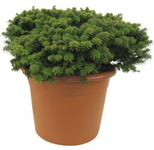 Topf mit dichter grüner Polsterkiefer für den Garten