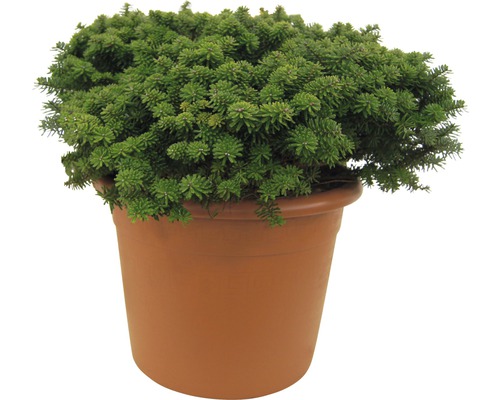 Topf mit dichter grüner Polsterkiefer für den Garten