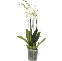 Weiße Orchidee in durchsichtigem Topf