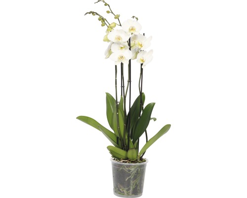 Schmetterlingsorchidee FloraSelf Phalaenopsis Hybride H 70-80 cm Ø 17 cm Topf 4 Rispen weiß