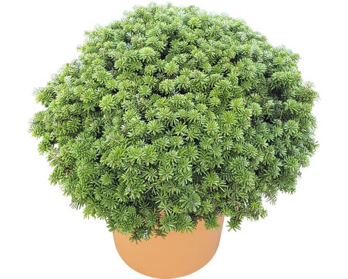 Kugelzwerg-Fichte im Topf