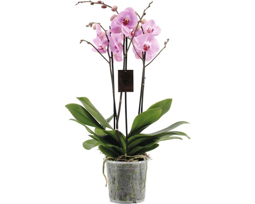 Schmetterlingsorchidee FloraSelf Phalaenopsis Hybride H 70-80 cm Ø 17 cm Topf 4 Rispen rosa-lila