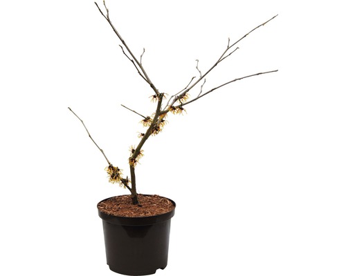 Hamamelis im Topf