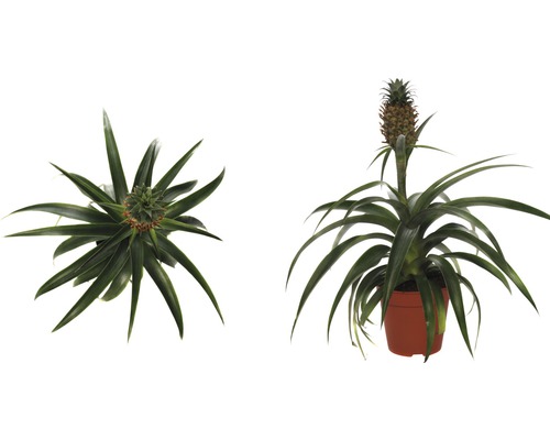 Ananas-Zierpflanze im Topf, zwei Ansichten